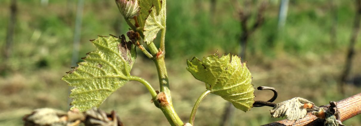 Frost 2017 auf dem Weingut Schwarz