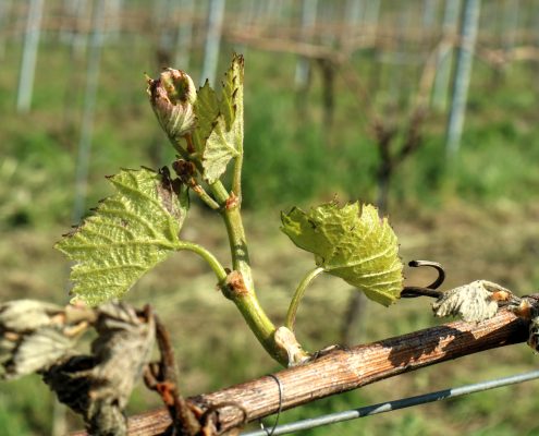 Frost 2017 auf dem Weingut Schwarz