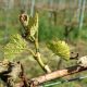Frost 2017 auf dem Weingut Schwarz