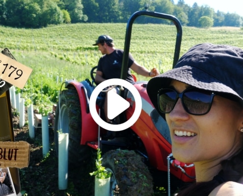 Der schönste Moment im Sommer ist, wenn die Trauben blühen. In 120 Tagen fangen wir mit der Ernte an. Die Jungreben müssen auch noch gehackt werden.