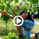 Es ist viel passiert auf dem Weingut. Drei mal Blätter ab, Traktor Rettungsaktion, und die Presse war bei uns. Und noch einiges mehr, schau dir den Vlog an dann bist du auf dem laufenden.
