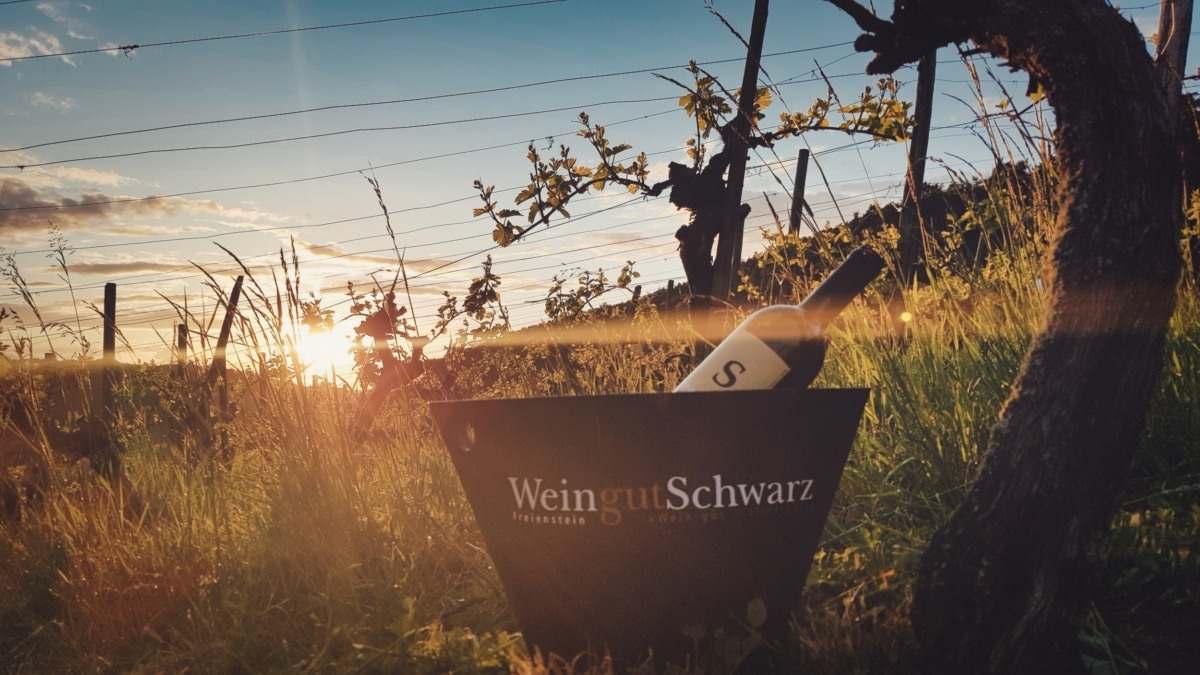 Weingut Schwarz mit Sonnenuntergang im Weinkuehler 2020