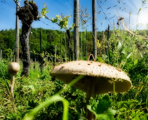 Das Weingut Schwarz verwendet diesen Komposttee, um den Boden seiner Weinberge zu verbessern und die Qualität seiner Trauben zu steigern.