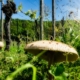 Das Weingut Schwarz verwendet diesen Komposttee, um den Boden seiner Weinberge zu verbessern und die Qualität seiner Trauben zu steigern.